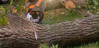 Best Tree Maintenance Programs  in Emerson, GA